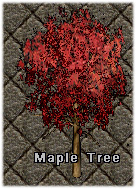 A Maple Tree - Click Image to Close